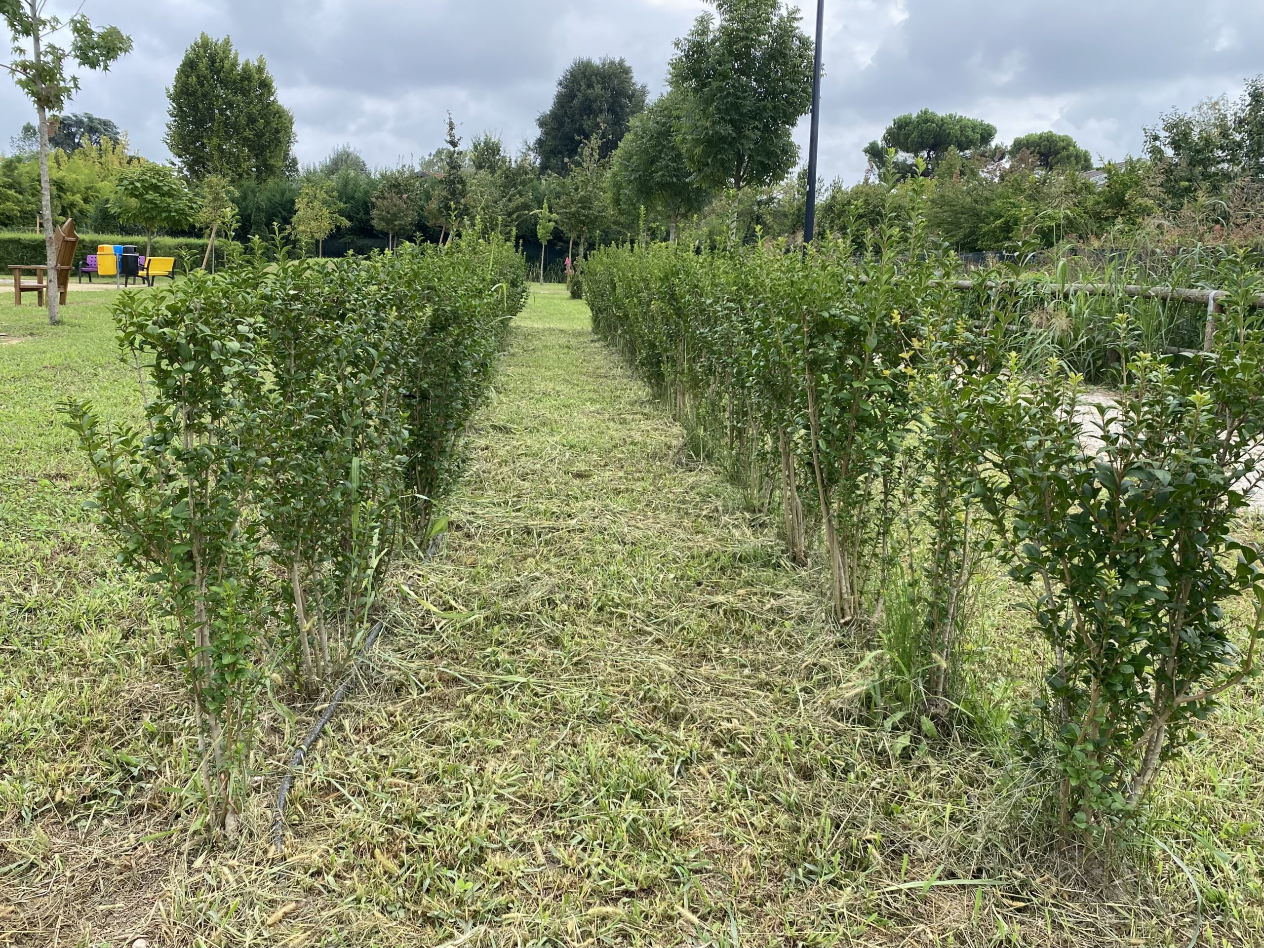 due file di siepi su un prato delimitano uno spazio su cui correre