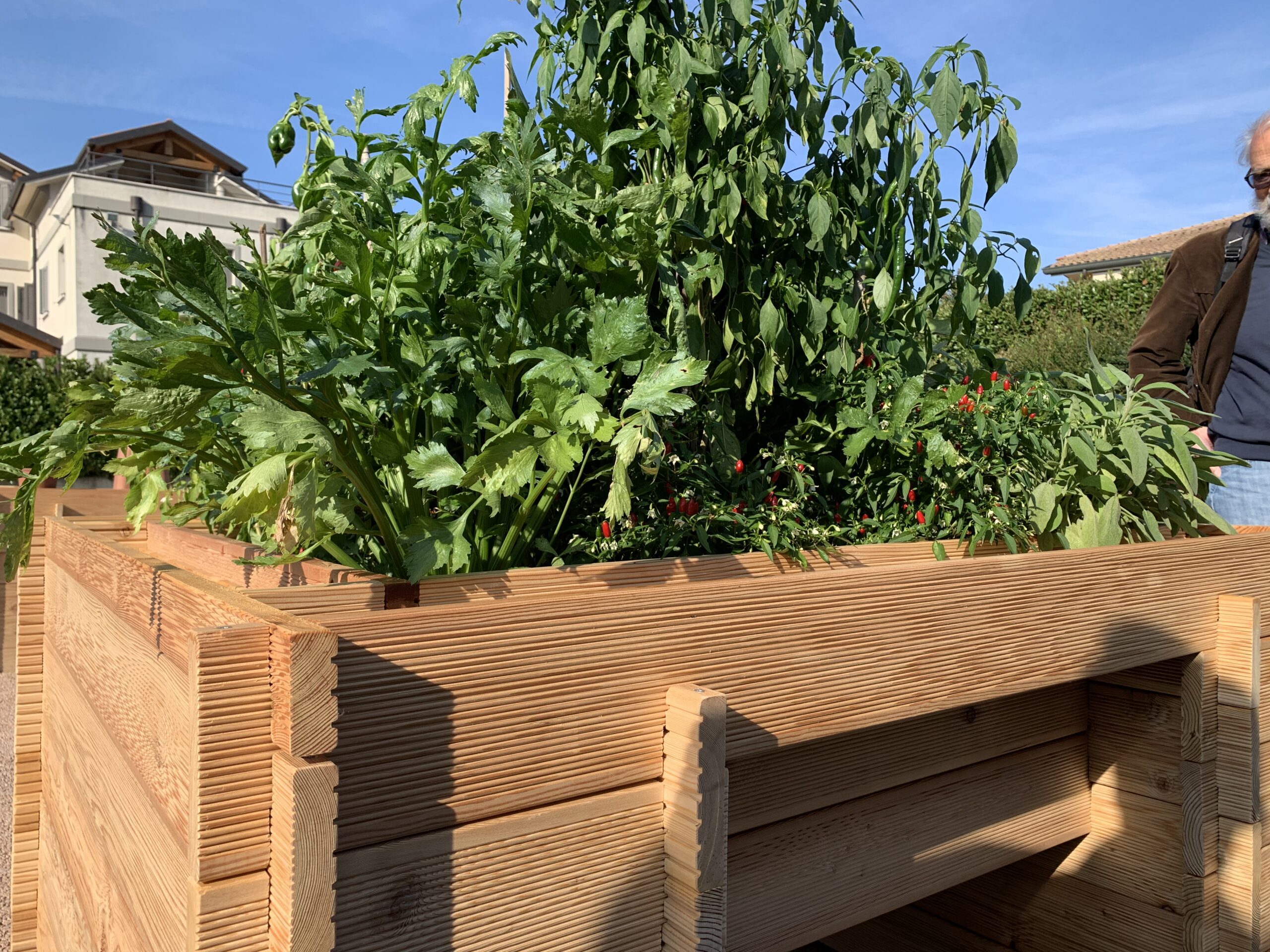 piante aromatiche dentro a strutture di legno rialzate accessbili.