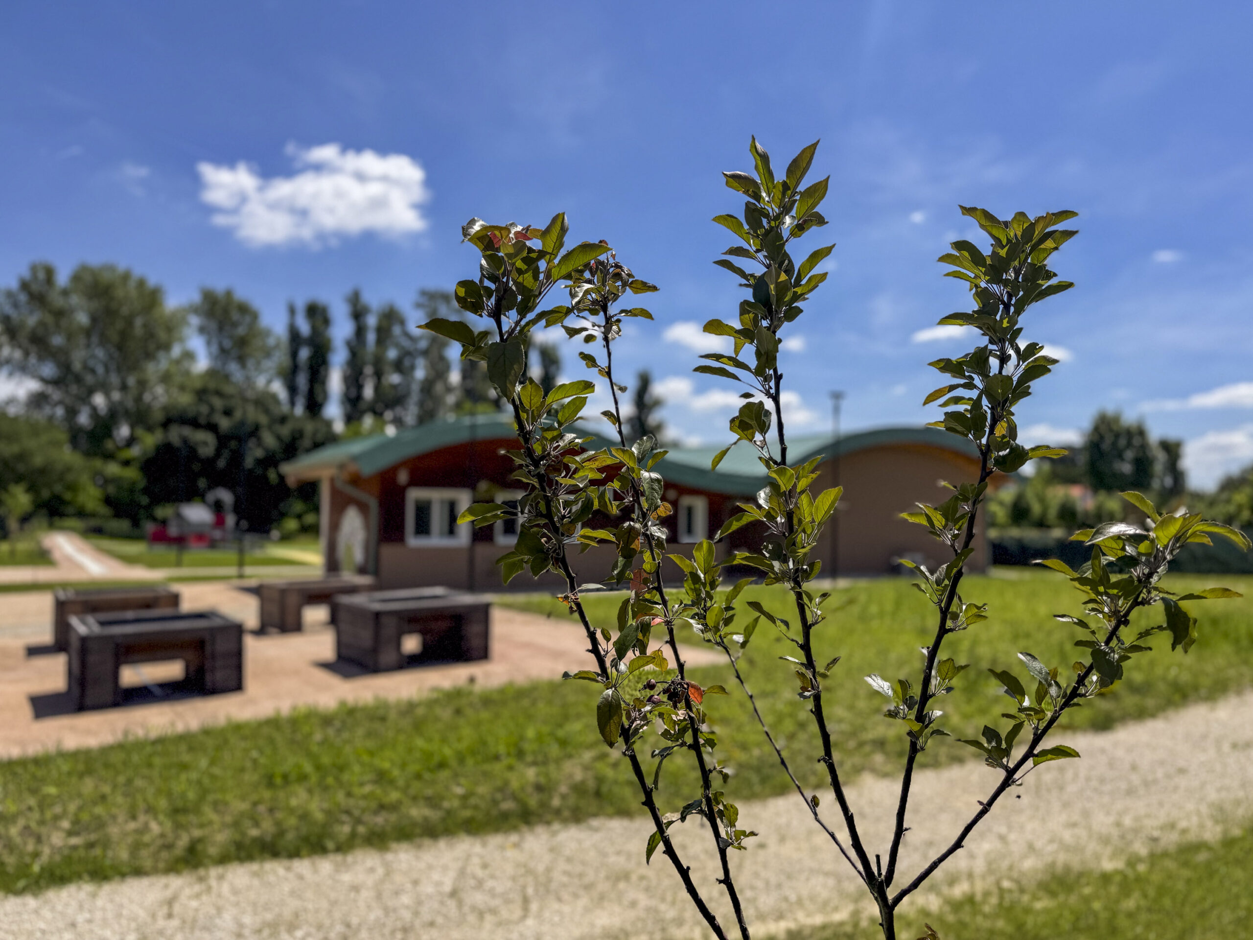 rami di un albero da frutto all'interno del parco inclusivo